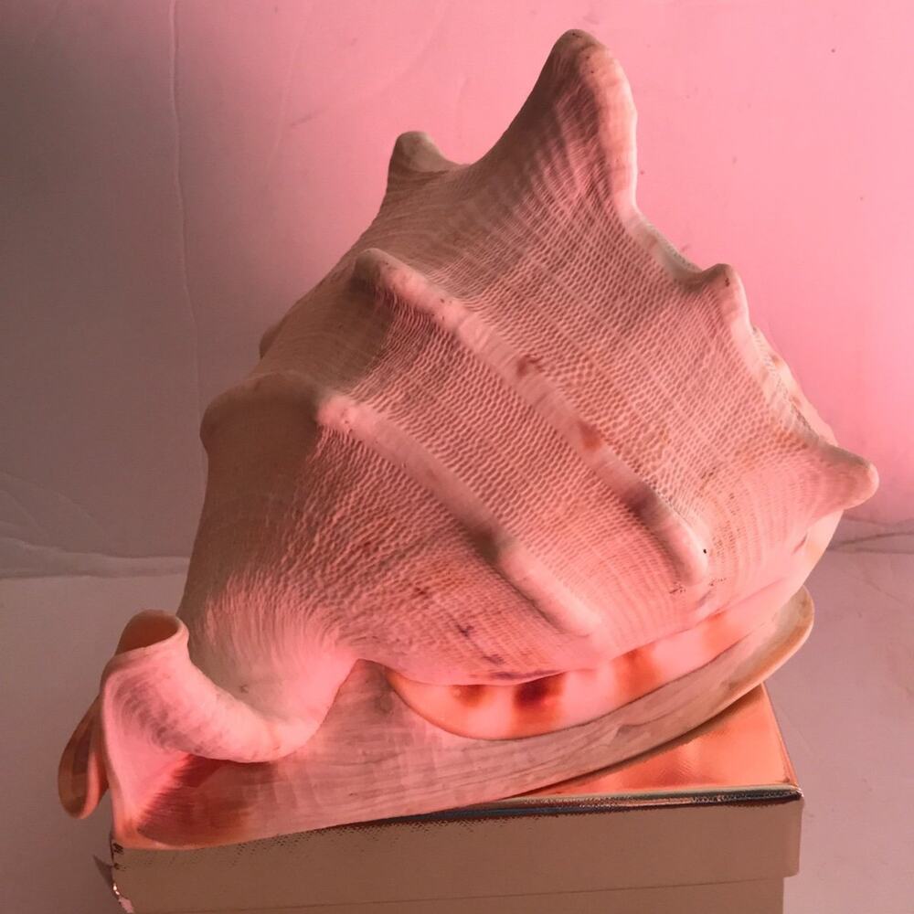 Beautiful Conk Shell